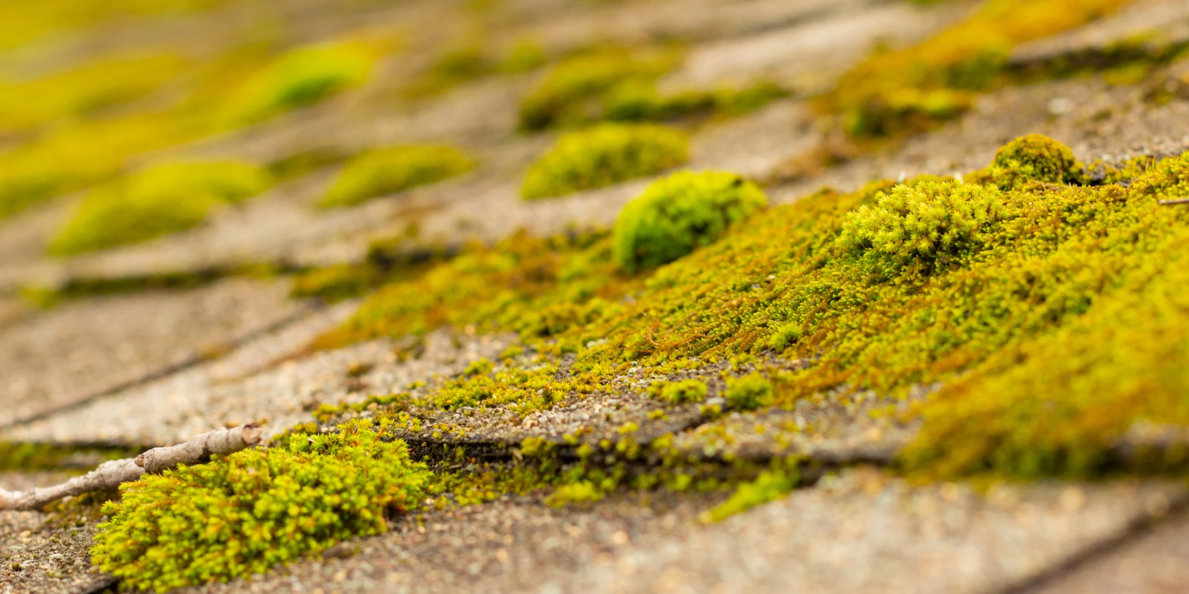 Remove Mold From Your Roof